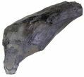 Fossil Sperm Whale Tooth - South Carolina #63559-1